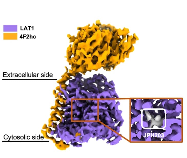 Open access visualization of Protein Structure, Cryo-EM Map, LAT1, 4F2hc Complex, JPH203