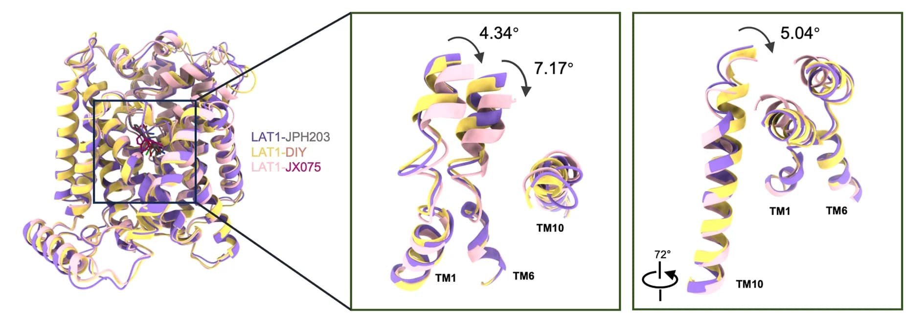 Open access visualization of Protein Structure, Binding Mode, Inhibitors, JX075, JPH203