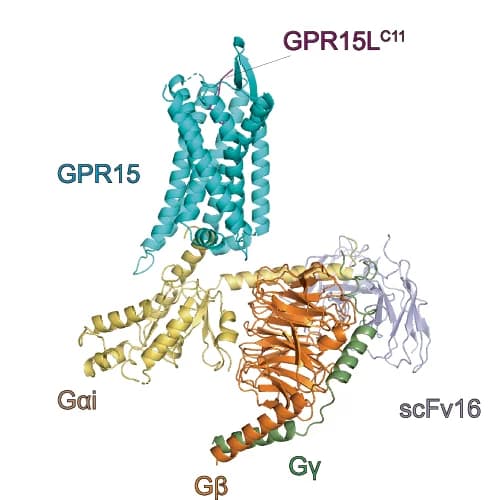 Open access visualization of Protein Structure, 3D Plot, Cryo-EM, GPR15L C11, GPR15