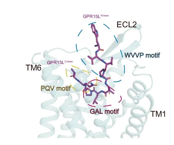 Open access visualization of Protein Structure, Binding Sites, GPR15L C11, GPR15