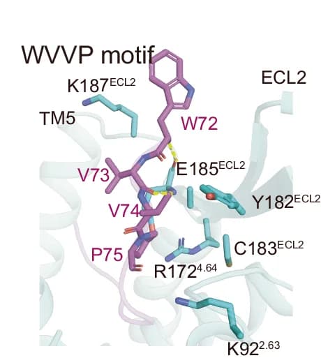 Open access visualization of Protein Structure, Chemical Structure, Interactions, Binding Sites, GPR15L C11