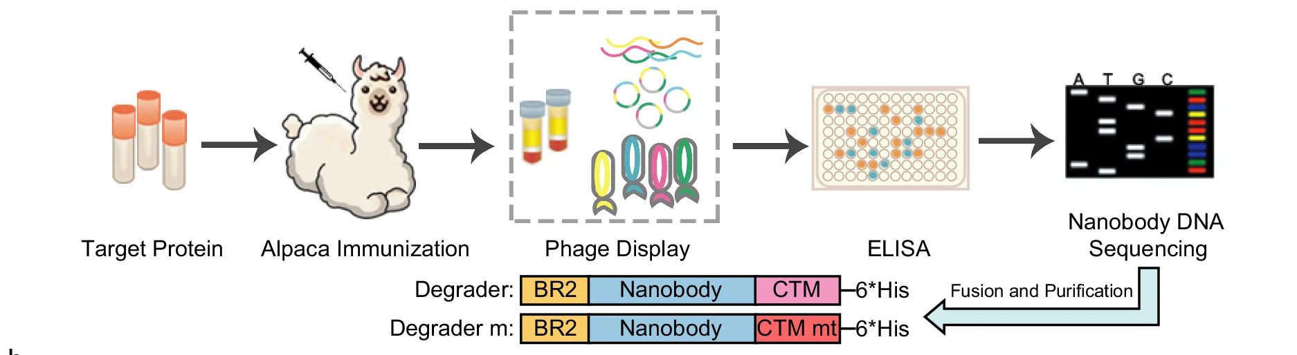 Open access visualization of Workflow, Protein Degrader Construction