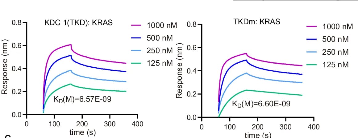 Open access visualization of Line Plot, BLI Assays, KRAS, KDC 1, TKD