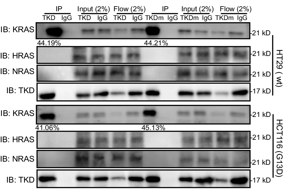 Open access visualization of Gel, HT29 Cells, HCT116 Cells, TKD, TKDm