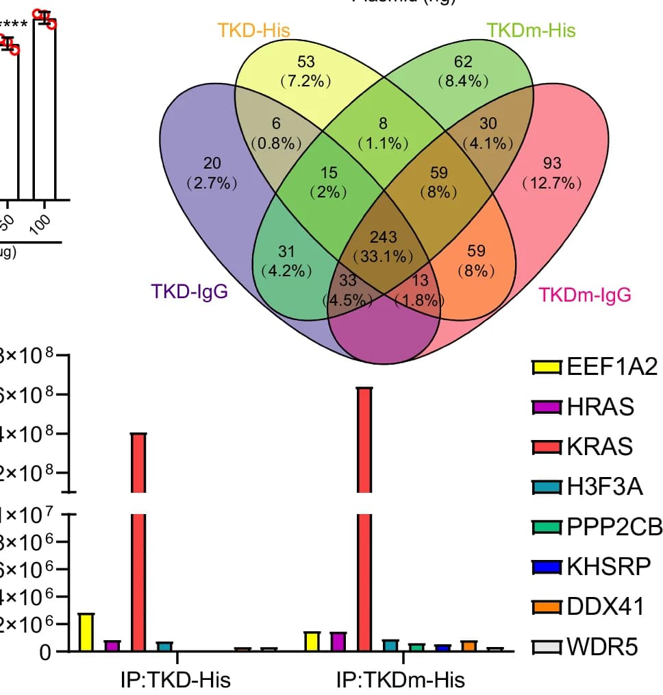 Open access visualization of Bar Plot, Venn Diagram, HCT116 Cells, Immunoprecipitants, DDA MS Analysis
