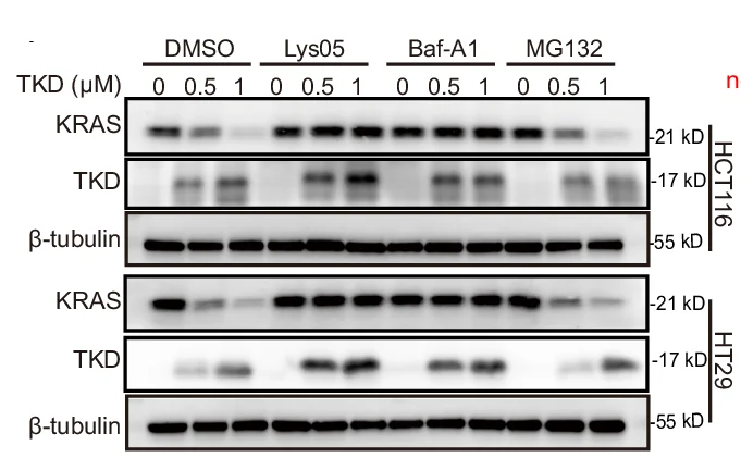 Open access visualization of Gel, HT29 Cells, HCT116 Cells, TKD, Lys05