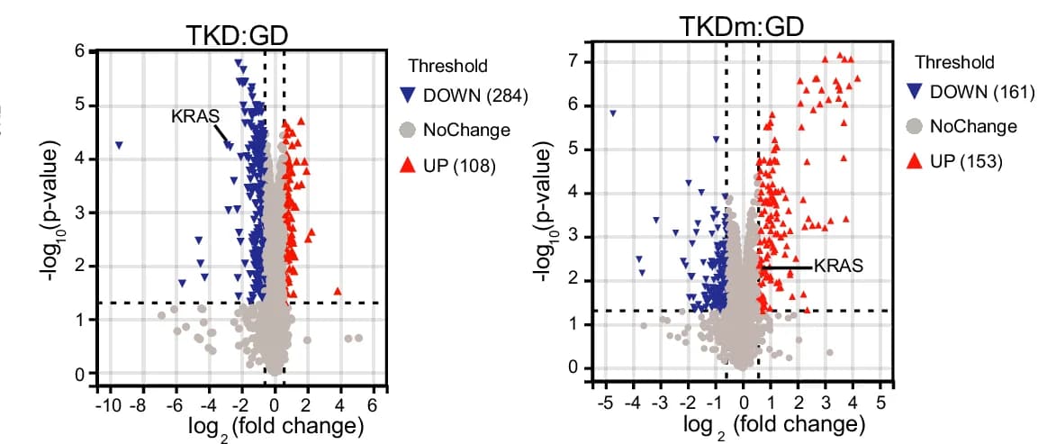 Open access visualization of Volcano Plot, TKD, TKDm, HCT116 Cells, Quantitative Proteomic Analysis
