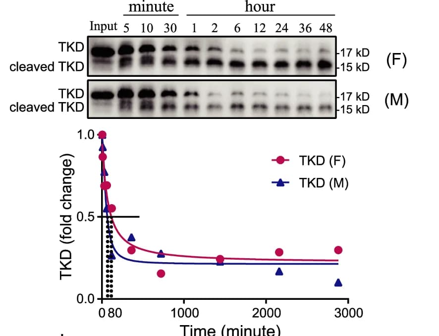 Open access visualization of Line Plot, Scatter Plot, Gel, Western Blotting, Protein Degradation