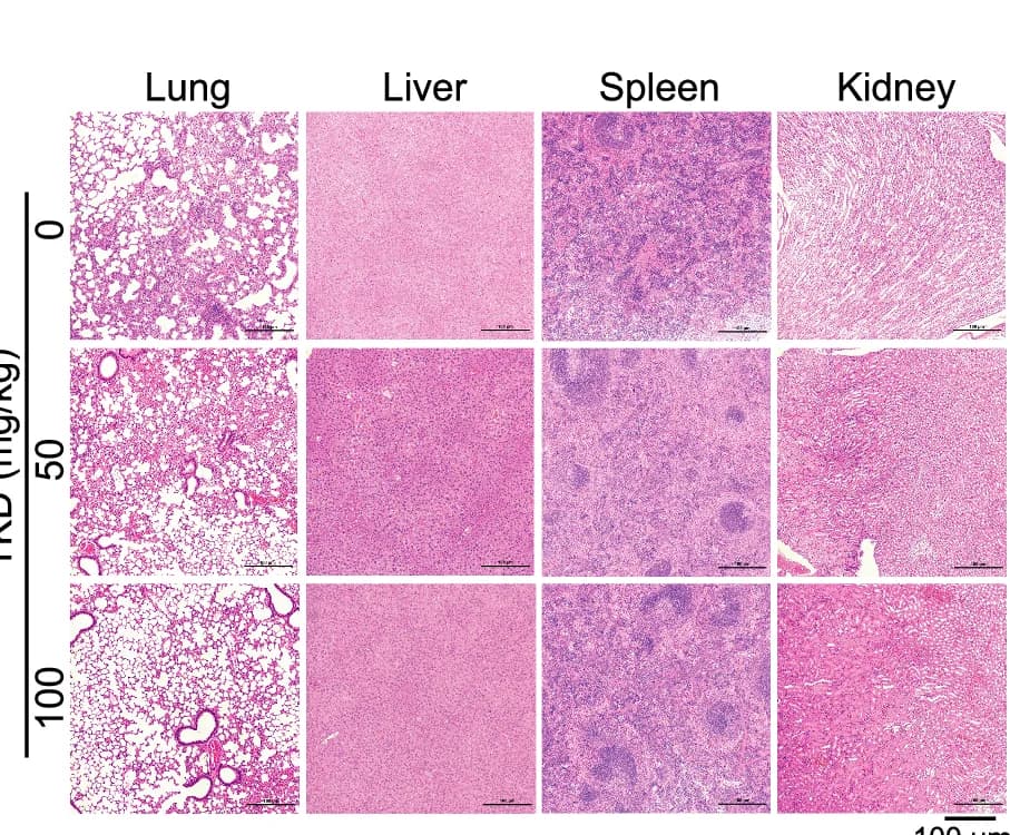 Open access visualization of Microscopy, Histopathology, Hematoxylin and Eosin Staining, Mouse Model, Organ Toxicity