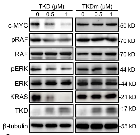 Open access visualization of Gel, HCT116 Cells, TKD, TKDm, Western Blotting