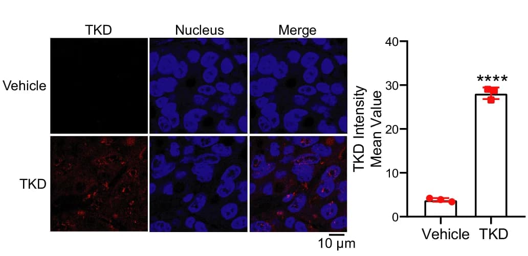 Open access visualization of Bar Plot, Error Bars, Microscopy, Mice, HCT116 Cells