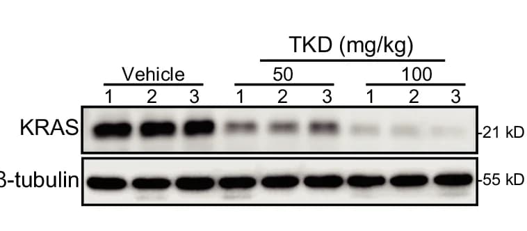 Open access visualization of Gel, Tumors, Mice, TKD, Protein Expression