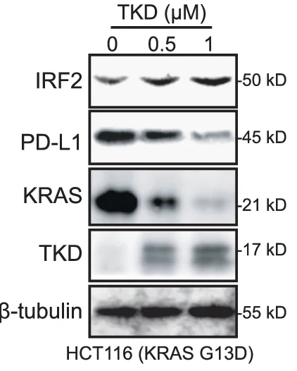 Open access visualization of Gel, HCT116 Cells, TKD, IRF2, PD-L1