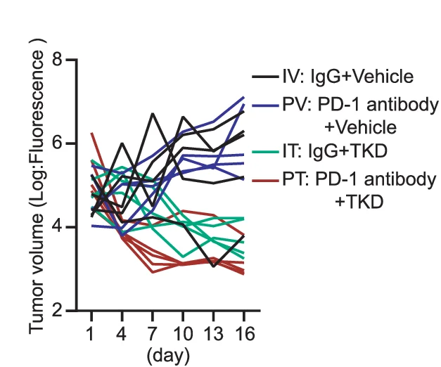 Open access visualization of Line Plot, MC38K-luc Cells, Cecal Transplantation, CRC Mice, Vehicle