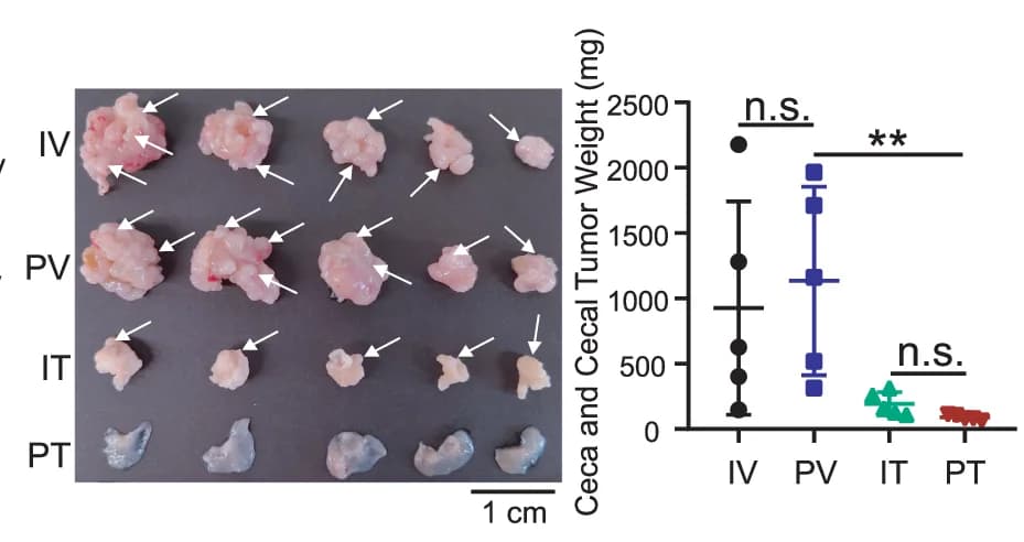 Open access visualization of Scatter Plot, Error Bars, Photo, Ceca, Cecal Tumors