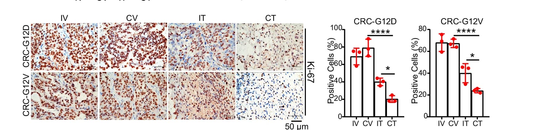 Open access visualization of Bar Plot, Error Bars, Microscopy, Ki-67 Positive Cells, IHC