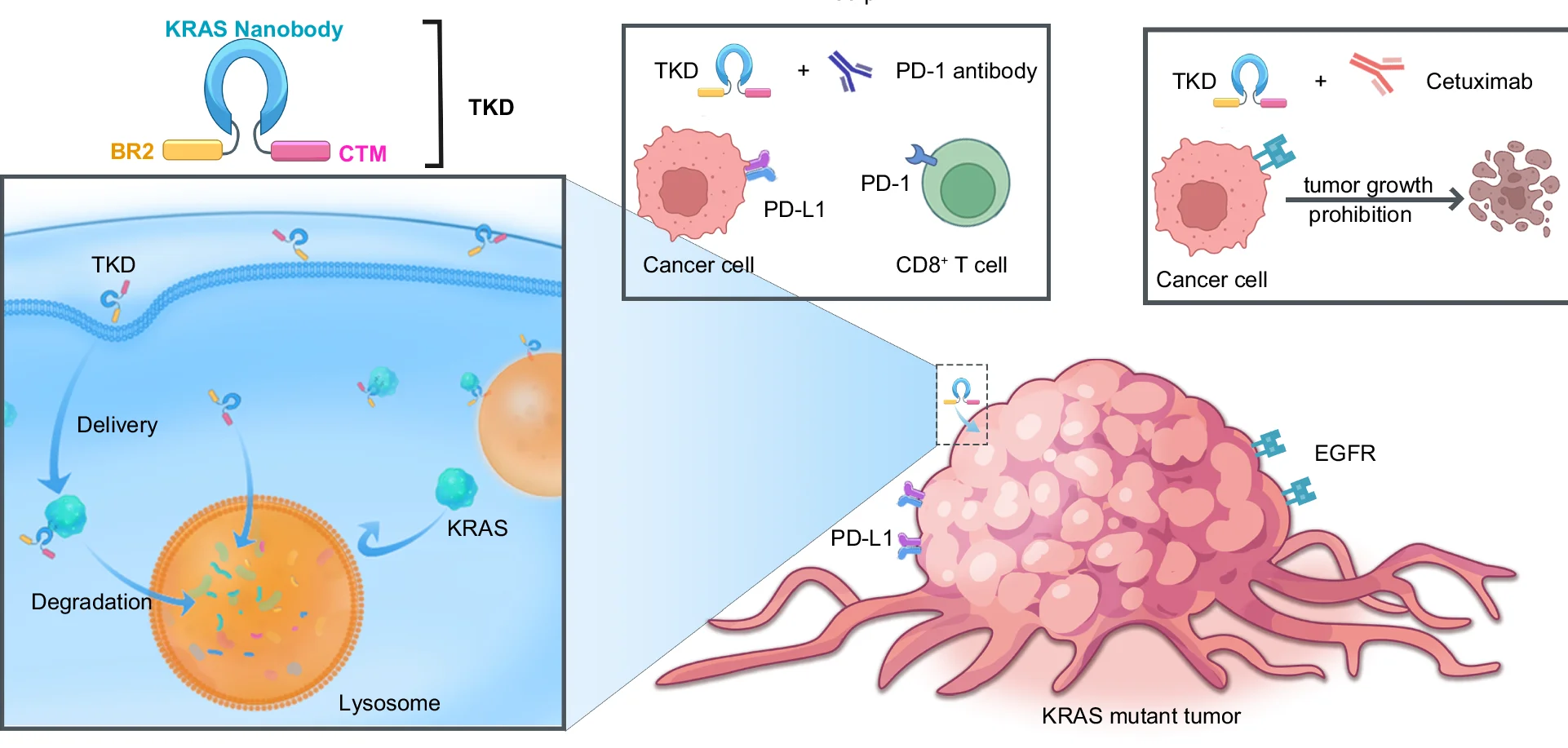 Open access visualization of Workflow, Illustration, TKD, KRAS, KRAS-Mutant Cancers