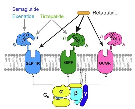 Open access visualization of Workflow, Illustration, Pathway, Retatrutide, GLP-1R