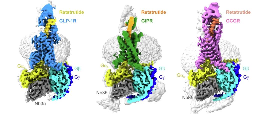 Open access visualization of Protein Structure, Cryo-EM, Retatrutide, GLP-1R, GIPR