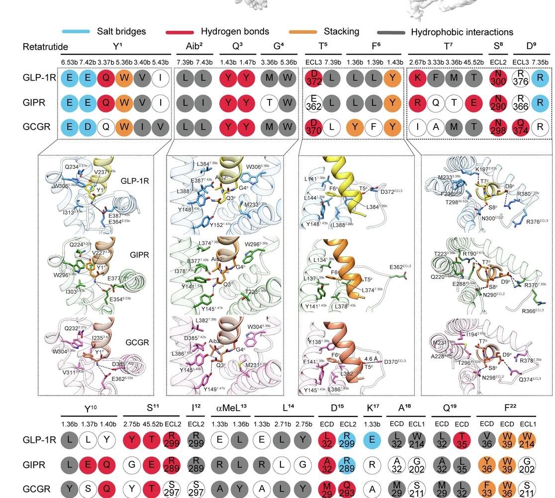Open access visualization of Workflow, Illustration, Protein Structure, Retatrutide, GLP-1R