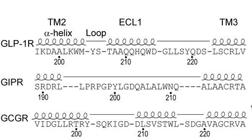 Open access visualization of Illustration, GLP-1R, GIPR, GCGR, ECL1