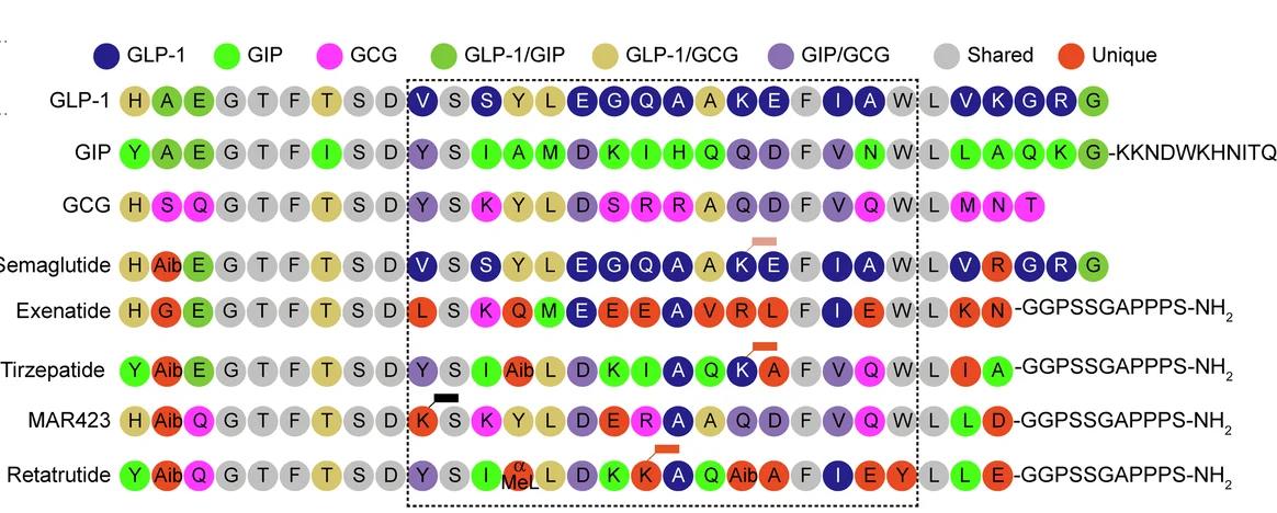 Open access visualization of Illustration, Amino Acid Sequence, Hormones, Agonists, GLP-1