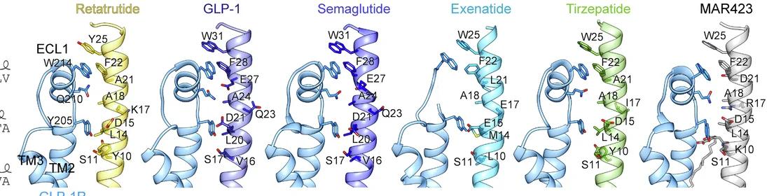 Open access visualization of Protein Structure, 3D Plot, GLP-1R, ECL1, Peptide Agonists