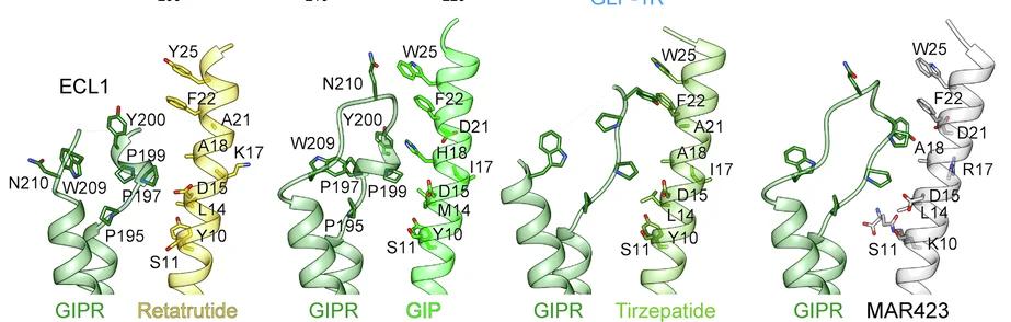 Open access visualization of Protein Structure, Chemical Structure, GIPR, ECL1, Peptide Agonists