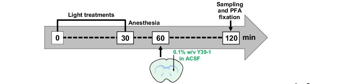 Open access visualization of Workflow, Illustration, Cerebrospinal Fluid Efflux, Light Exposure, Light Flickering