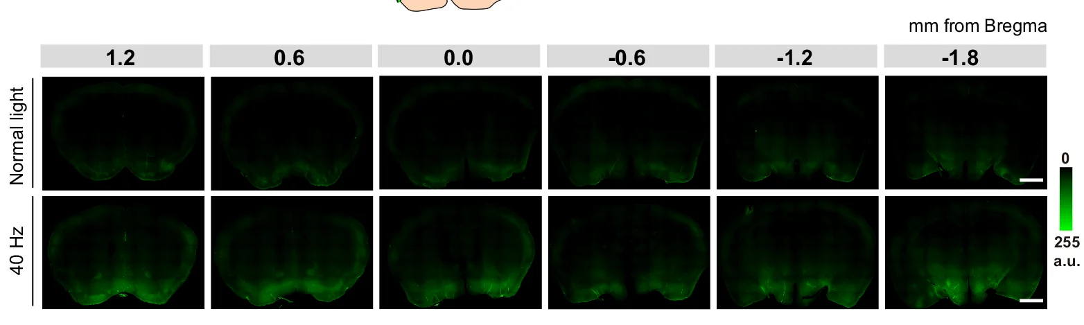 Open access visualization of Microscopy, Representative Images, 40 Hz Light Flickering, Glymphatic Influx, Awake Mice