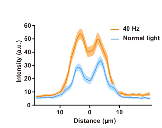 Open access visualization of Line Plot, Error Bars, AQP4, Vasculature, Cerebral Cortex
