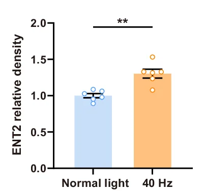 Open access visualization of Bar Plot, Scatter Plot, ENT2, Beta-tubulin, Normal Light
