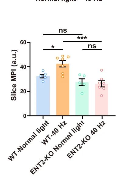 Open access visualization of Bar Plot, Error Bars, Y39-1 MPI, Fluorescent Area, 40 Hz Light Flickering