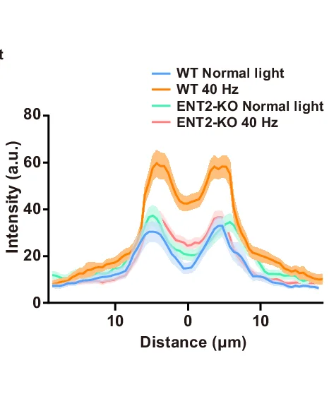 Open access visualization of Line Plot, Error Bars, AQP4 Staining, Vasculature, Cerebral Cortex