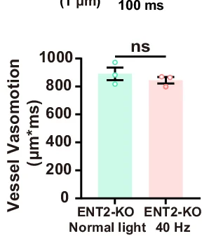 Open access visualization of Bar Plot, Error Bars, Vasomotion, Ascending Arteries, 40 Hz Light Flickering