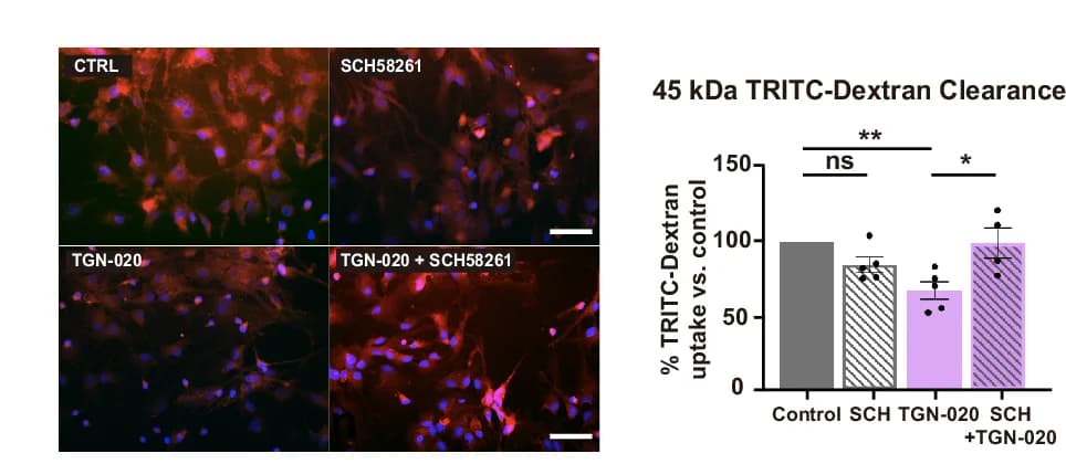 Open access visualization of Bar Plot, Error Bars, Microscopy, Cortical Astrocytes, TRITC-dextran