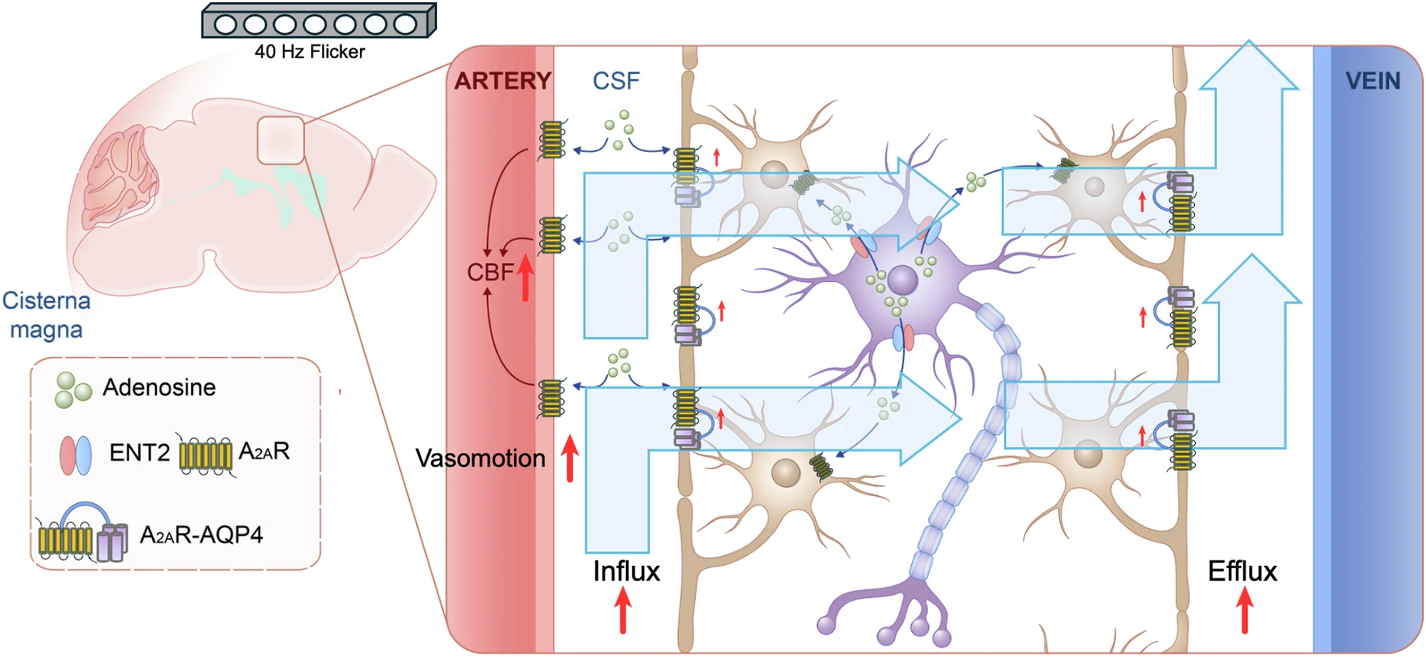 Open access visualization of Workflow, Illustration, Light Flickering, Glymphatic Influx, Glymphatic Efflux