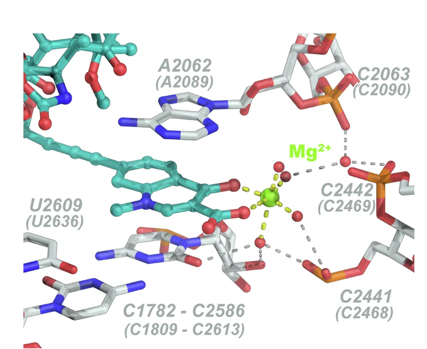 Open access visualization of Chemical Structure, Magnesium Ion, Chelation, Quinolone, Water Molecules
