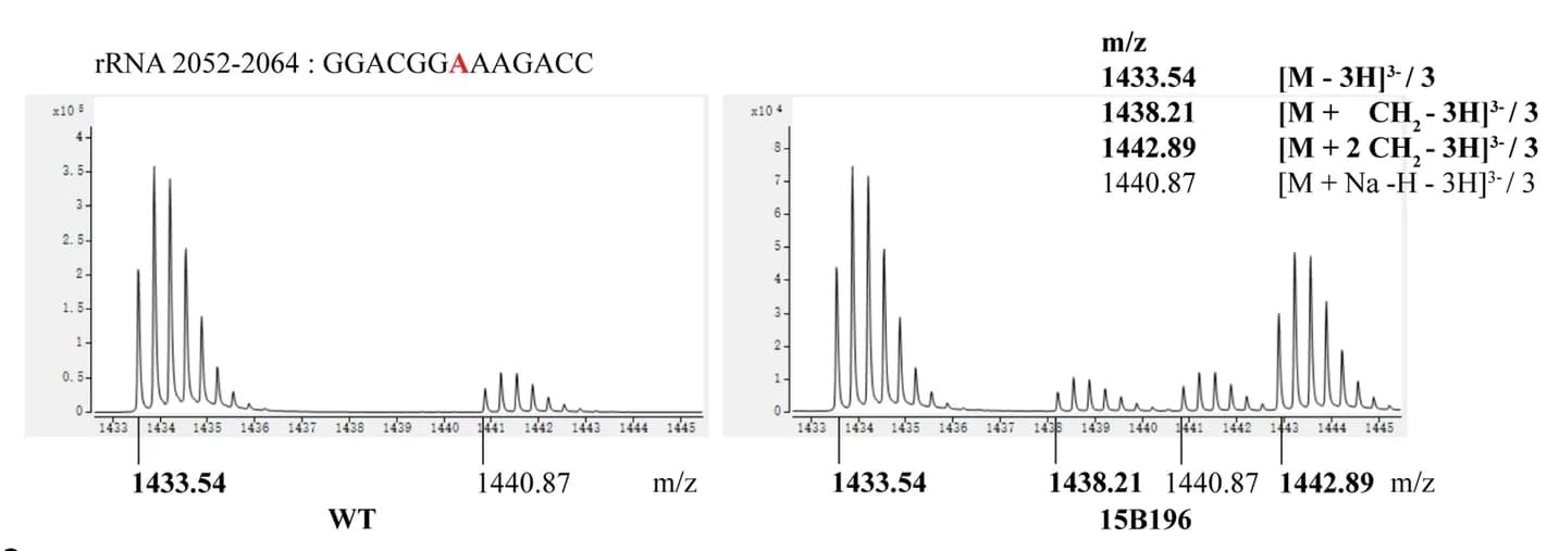 Open access visualization of Line Plot, Density Plot, Q-TOF Mass Spectrometry, S. aureus rRNA, Methylation