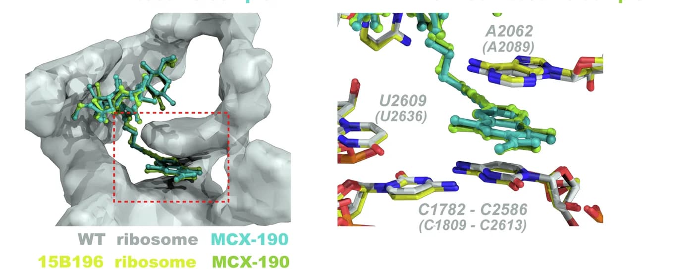 Open access visualization of Protein Structure, Chemical Structure, Pi-Pi Interaction, Quinolone Ring, Methylation