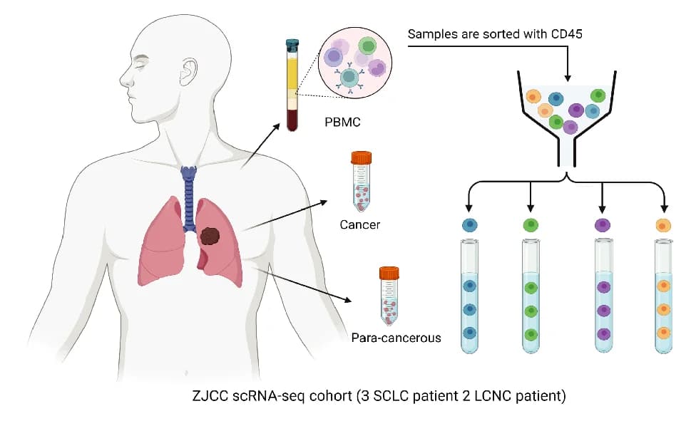 Open access visualization of Workflow, Illustration, scRNA-seq, Study Design