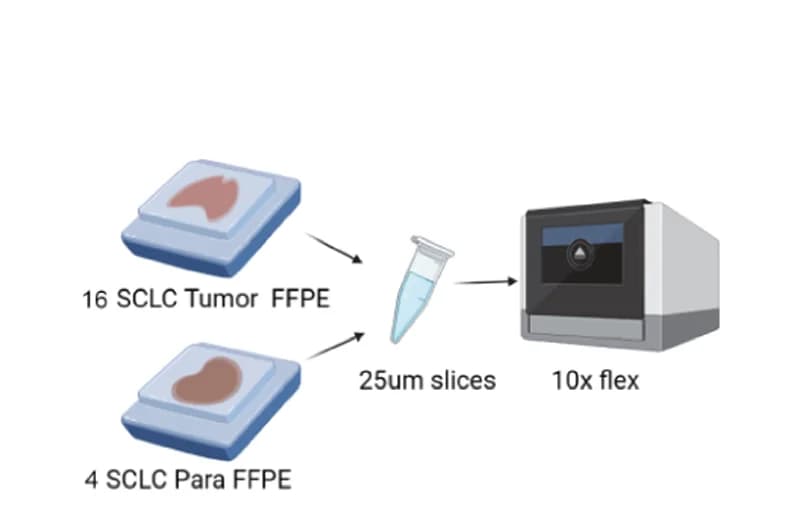 Open access visualization of Workflow, Illustration, 10x Flex, FFPE Sample, scRNA-seq