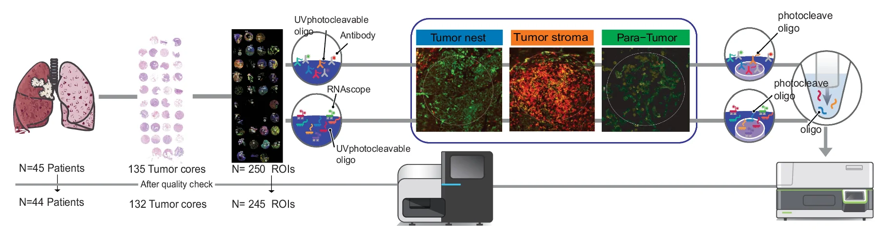 Open access visualization of Workflow, Illustration, DSP Profiling, Tumor, Tissue Microarray