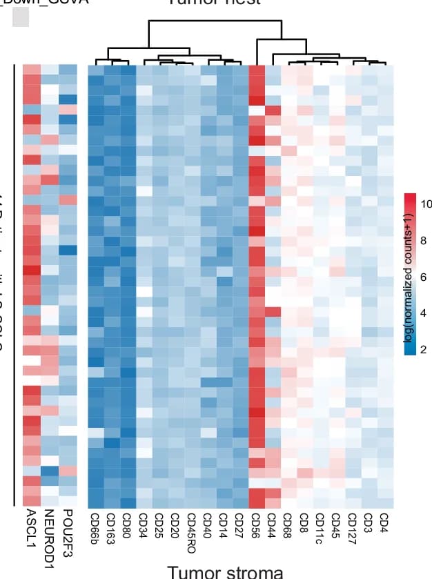 Open access visualization of Heatmap, Clustered, Molecular Subtyping Markers, ASCL1, NEUROD1