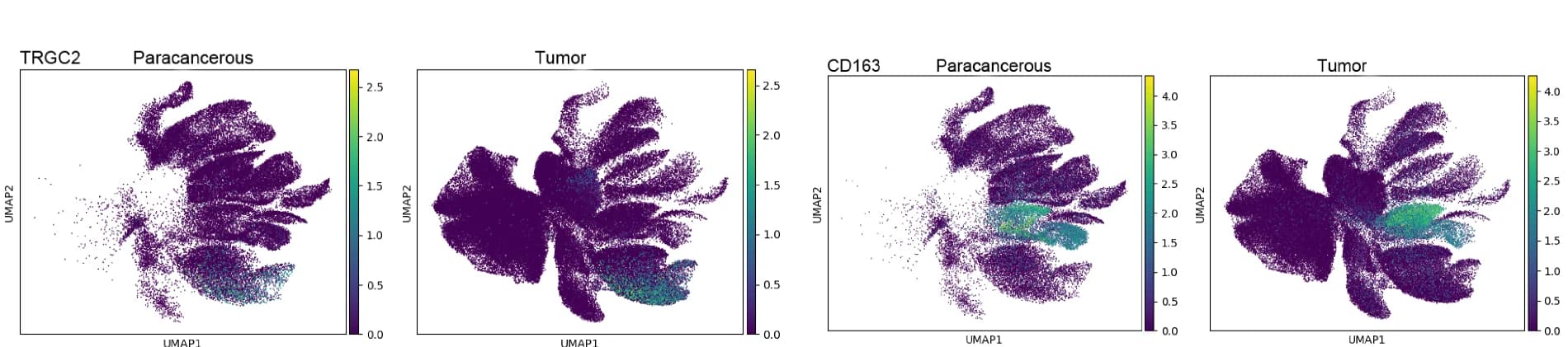 Open access visualization of Scatter Plot, UMAP, UMAP Plots, TRGC2 Expression, CD163 Expression