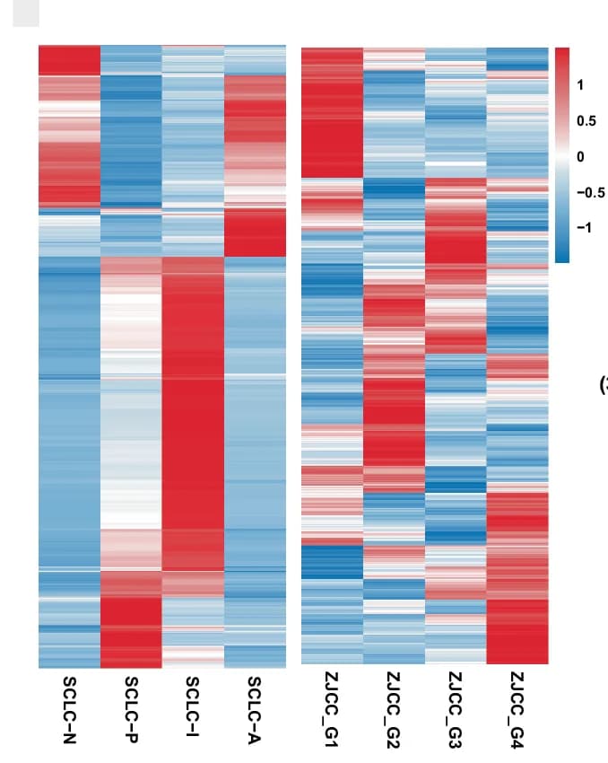 Open access visualization of Heatmap, Gene Expression, SCLC Subtypes, Molecular Subtyping