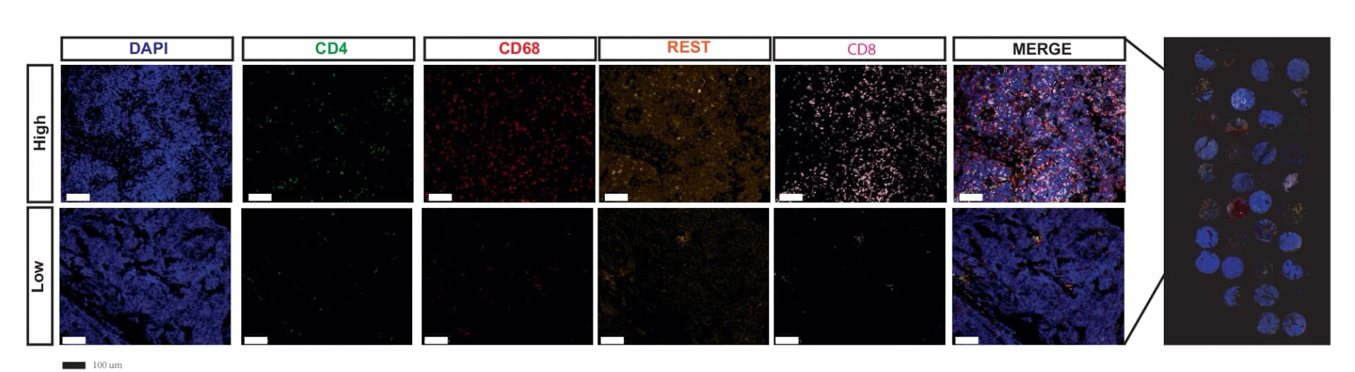 Open access visualization of Microscopy, mIF Images, CD68, CD4, CD8