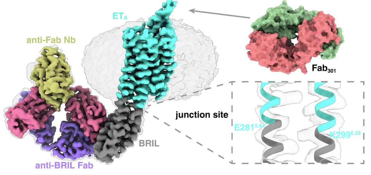 Open access visualization of Protein Structure, Illustration, Cryo-EM, Density Maps, Fab 301