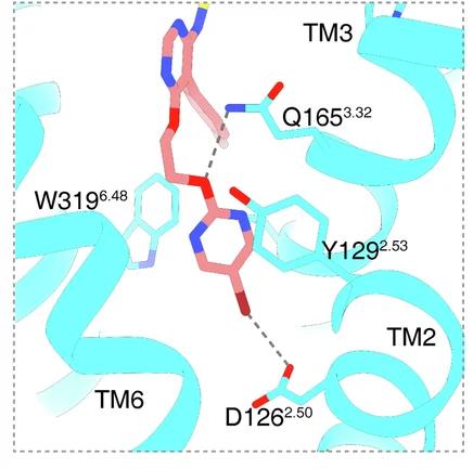 Open access visualization of Protein Structure, Chemical Structure, Macitentan, ETA, Residues