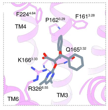 Open access visualization of Protein Structure, Chemical Structure, Ambrisentan, ETA, Residues